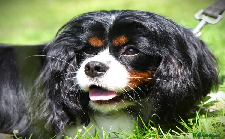 Cavapoo dogs - Advert 2