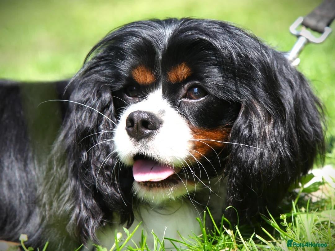 Cavapoo dogs for sale: ⭐️ Top Quality Cavapoos Due ⭐️ - Image 1