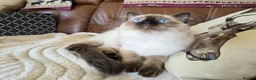 Ragdoll cats for sale: Fully Vaccinated, Microchipped, Insured Ready Now  - Advert 36