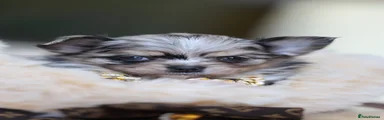 Chihuahua 1