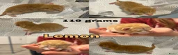 Mixed Breed cats for sale: Beautiful Ginger & Tortoiseshell Kittens in Faringdon - Advert 27