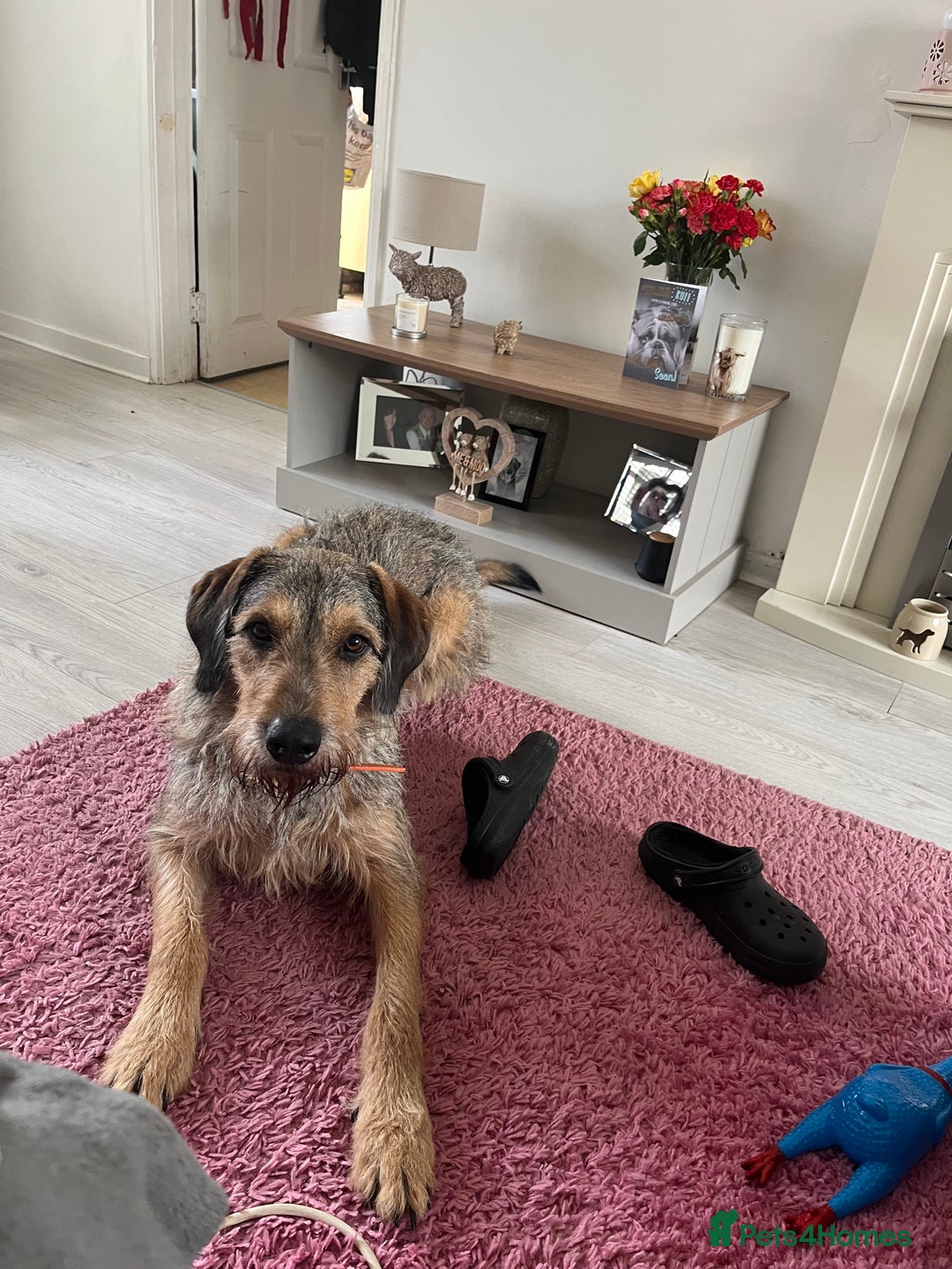 Mixed Breed dogs for sale: Looking for 5⭐️ home  - Image 3