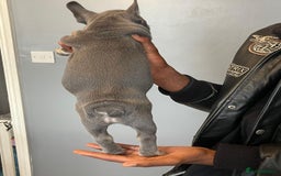 French Bulldog dogs for sale: beautiful frenchies - Image 33