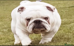 English Bulldog dogs for sale: Nine stunning bulldogs - Image 13