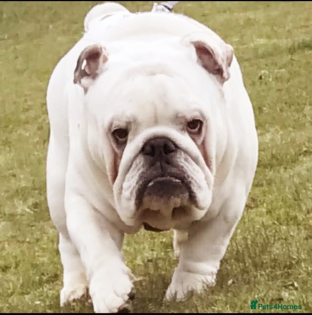 English Bulldog dogs for sale: Nine stunning bulldogs - Image 13