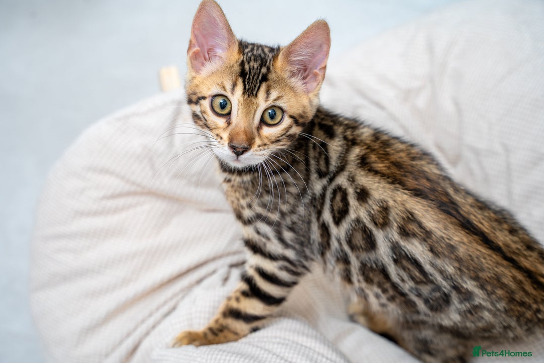 Bengal cats for sale: Top quality Bengal Girl- TICA reg.- AVAILABLE NOW - Advert 26