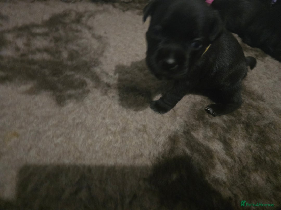 Staffordshire Bull Terrier dogs for sale: Kc registered Staffordshire bullterrier  - Advert 9