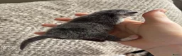 Mixed Breed cats for sale: Beautiful Russian blue cross British short hair - Advert 2