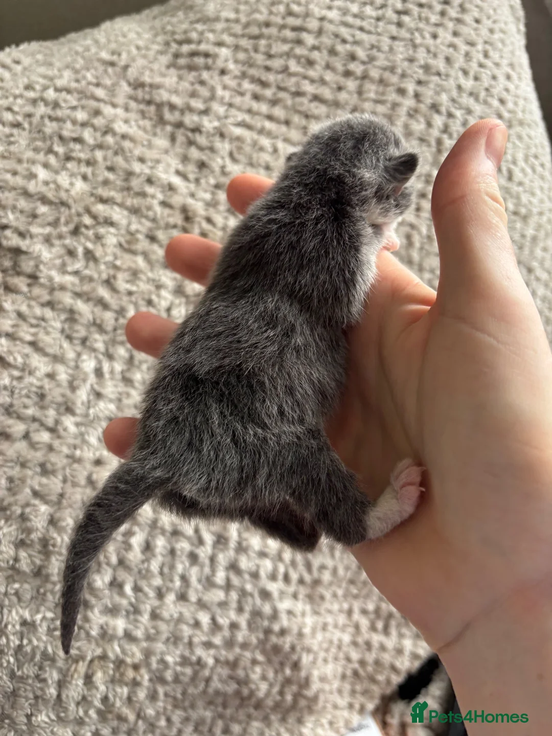 Mixed Breed cats for sale: Beautiful Russian blue cross British short hair - Advert 2