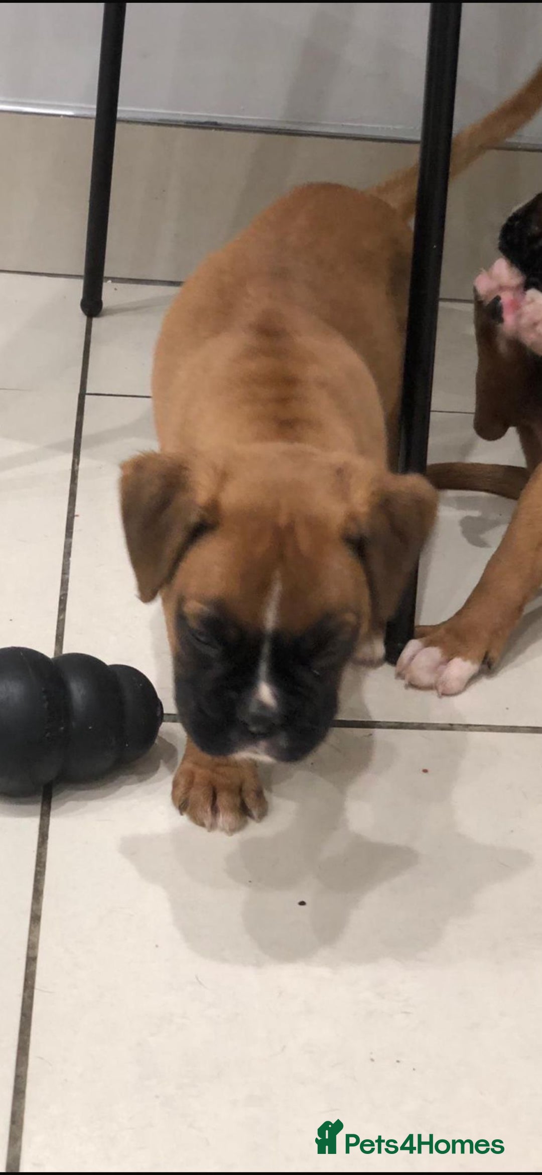 Boxer dogs for sale: Boxer pups  - Advert 3