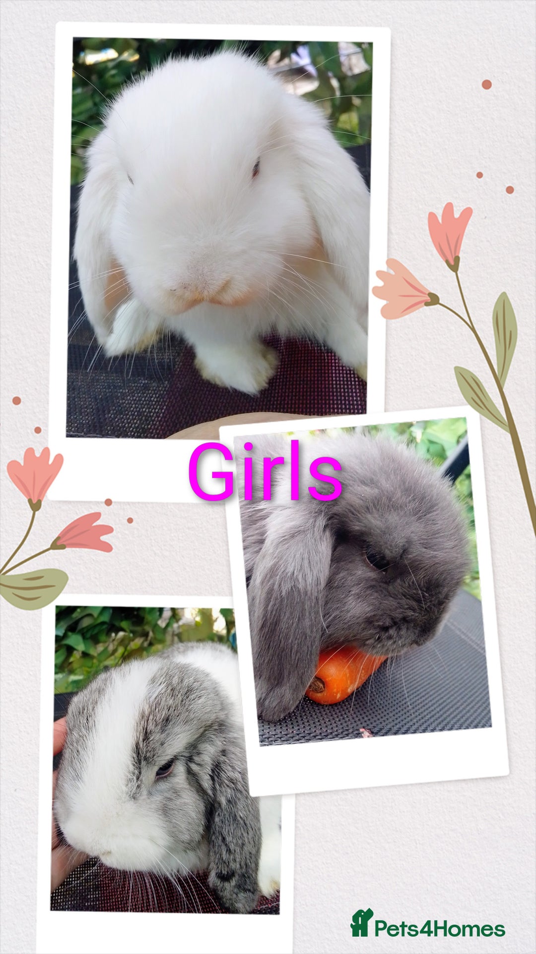 Mini Lop rabbits for sale: Beautiful Mini Lop Bunnies available  - Image 4