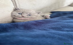 British Shorthair cats for sale: British Shorthairs in Bradford - Image 6