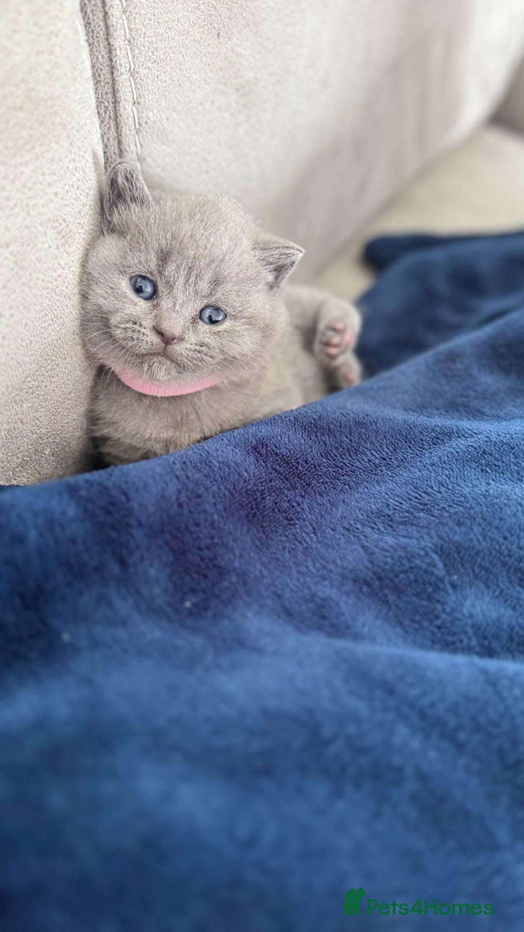 British Shorthair cats for sale: British Shorthairs in Bradford - Image 6