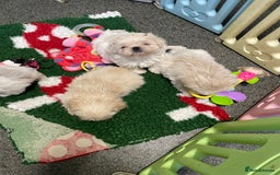 Shih Tzu dogs for sale: Creams shihtzus 5* puppies  - Advert 2