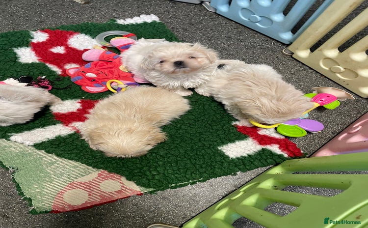 Shih Tzu dogs - Advert 1