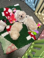 Shih Tzu dogs - Advert 1