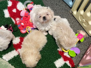 Shih Tzu dogs - Advert 2