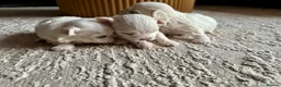 Maltese dogs for sale: Beautiful KC Maltese puppies - Advert 7