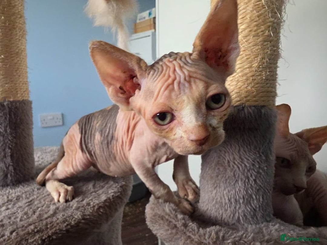 Sphynx cats for sale: 🩷 Sphynx Kitten – Female - Image 11