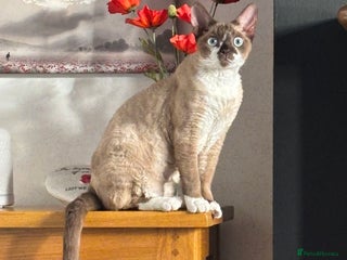 Devon Rex cats Devon Rex “Chino” - Advert 2