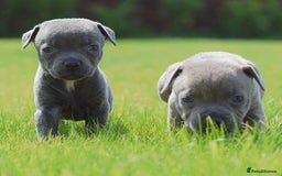 Staffordshire Bull Terrier dogs for sale: 23 years experience,5⭐️RATED Licensed & Registered - Image 9
