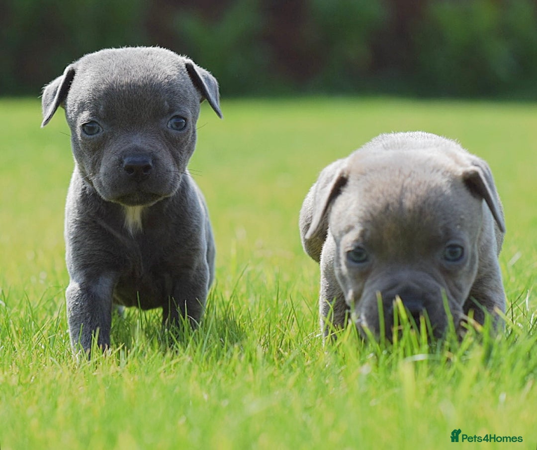 Staffordshire Bull Terrier dogs for sale: 23 years experience,5⭐️RATED Licensed & Registered - Image 9