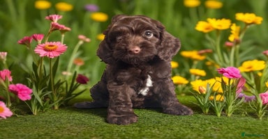 Cockapoo dogs - Advert 12
