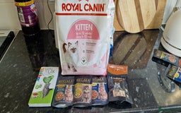 British Shorthair cats for sale: Lovely  British short hair kittens  - Image 24