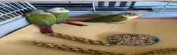 Conures birds for sale: Green Cheek Conures in Telford - Advert 3