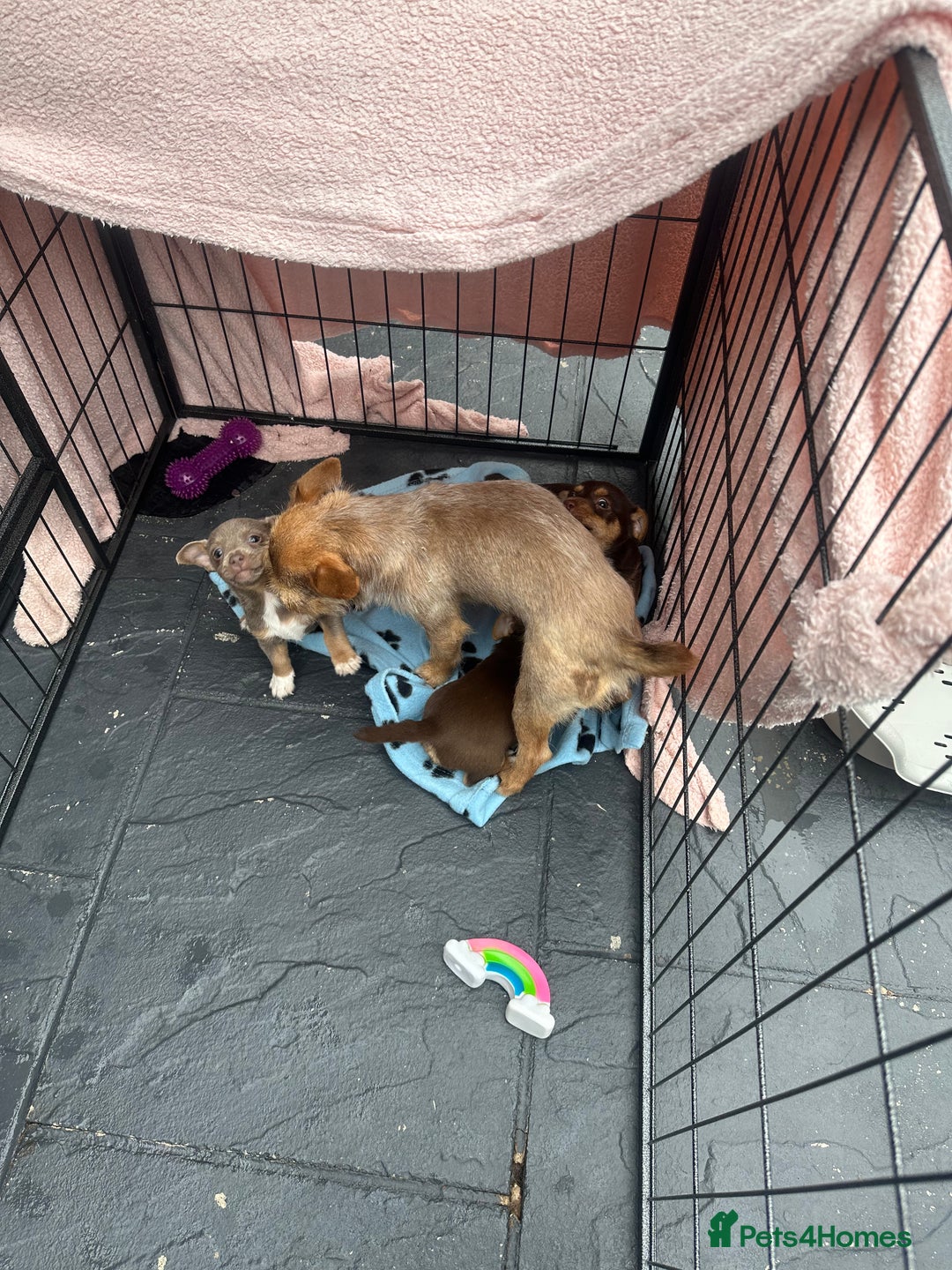 Jack Russell dogs for sale: 🐾 Adorable Jack Russell Puppies for Sale! 🐾 - Image 18