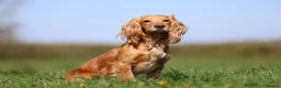 Cocker Spaniel dogs for sale: Beautiful Working Cocker Spaniel Puppies - Advert 25