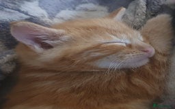 Mixed Breed cats for sale: Adorable kittens  - Image 13