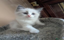Ragdoll cats for sale: Surprisingly cute,smart Ragdoll. - Image 9