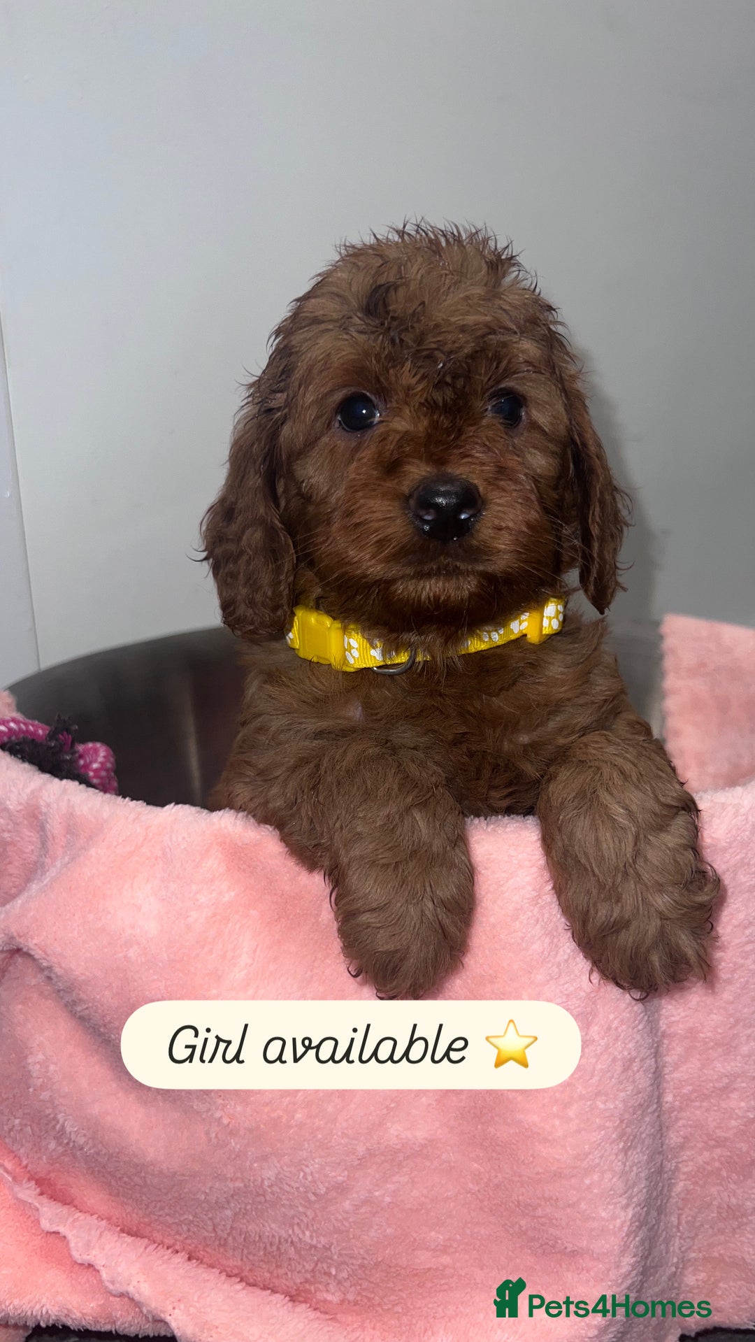 Cockapoo dogs for sale: FOX RED COCKAPOOS ⭐️⭐️ - Advert 2