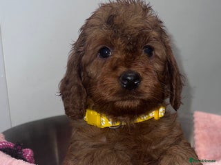 Cockapoo dogs FOX RED COCKAPOOS ⭐️⭐️ - Advert 9