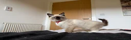 Ragdoll cats for sale: Ragdoll Kittens for Sale - Advert 28