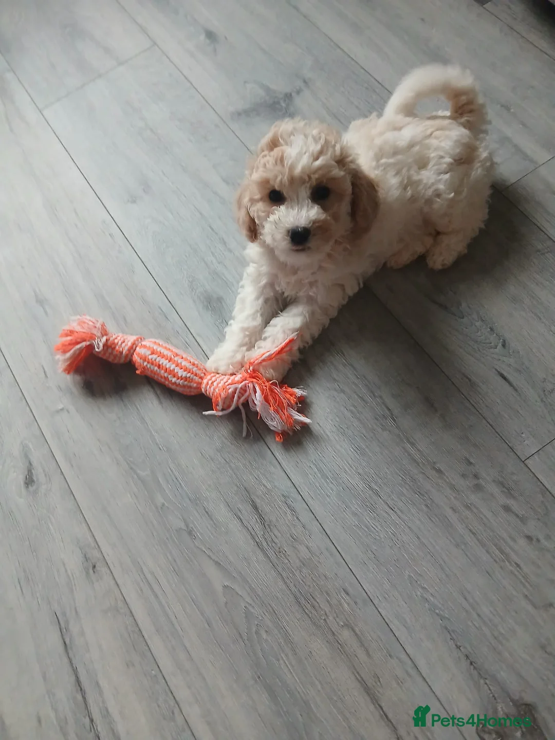 Poochon dogs for sale: 7month old Poochon in Southampton - Advert 1