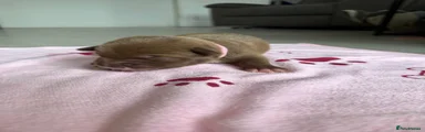 Pink collar