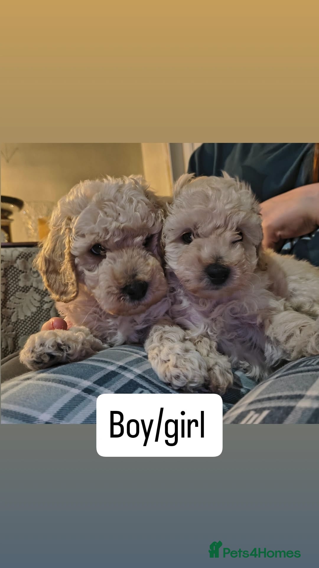 Toy Poodle dogs (1boy/1girl available)Toy poodle pups - Advert 1
