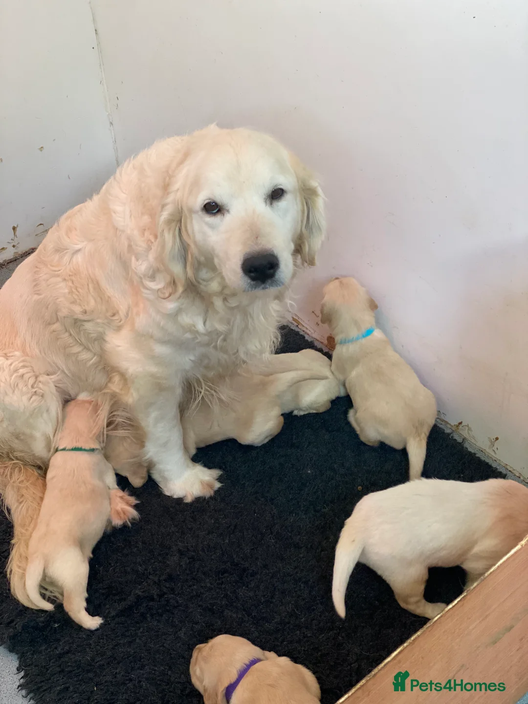 Golden Retriever dogs for sale: 💛🤍 5 Star ⭐️🐶 Golden Retriever Pups 🐶 🌟🤍💛 - Advert 14