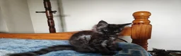 Maine Coon cats for sale: Beautiful Maincoon cross kittens  - Advert 19