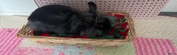 Lionhead rabbits for sale: teddy  - Advert 7