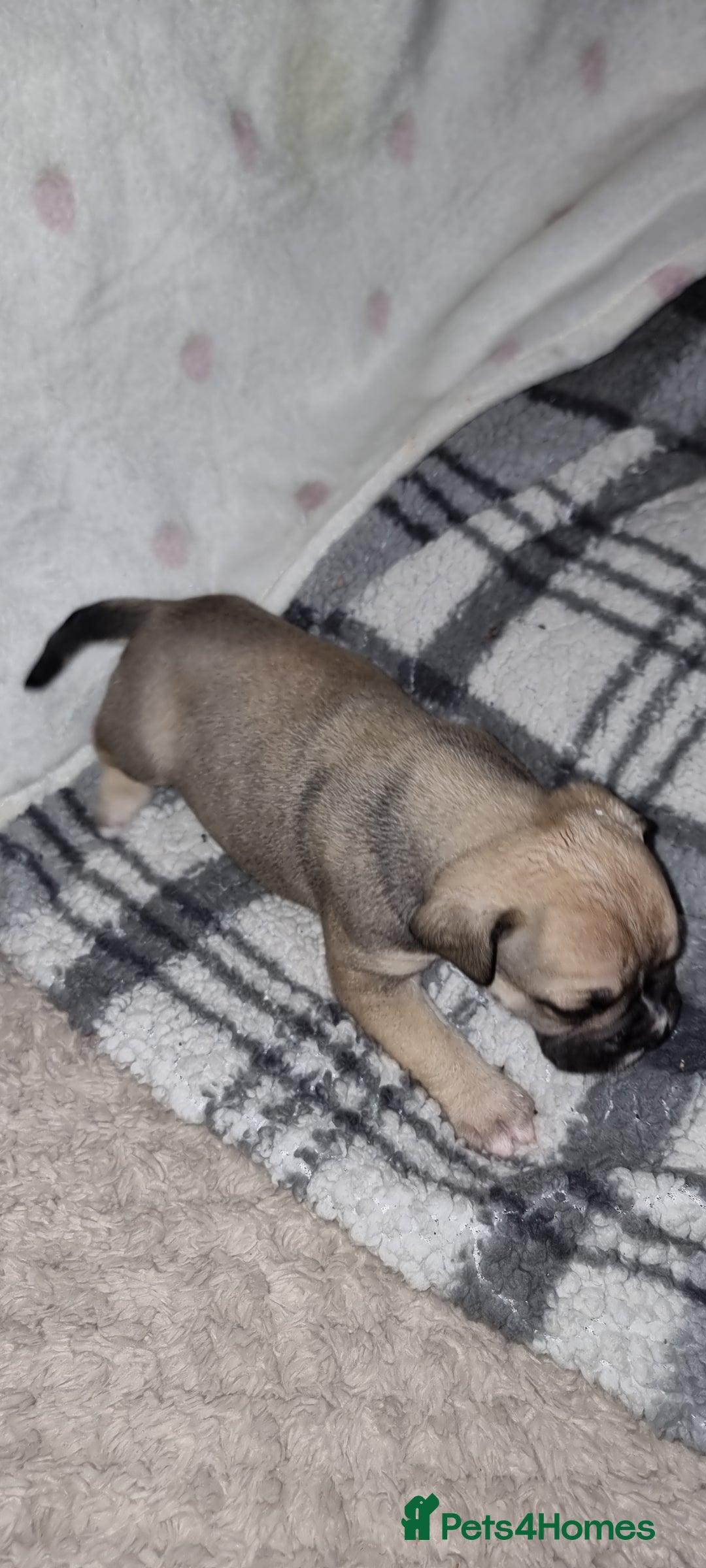 Olde English Bulldogge dogs for sale: Olde English bulldogge puppys - Advert 37