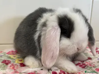 Mini Lop rabbits Stunning litter of mini lops READY NOW - Advert 6