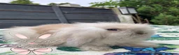 Mini Lion Lop rabbits for sale: Beautiful Mini Lion Lop Boys - Advert 11