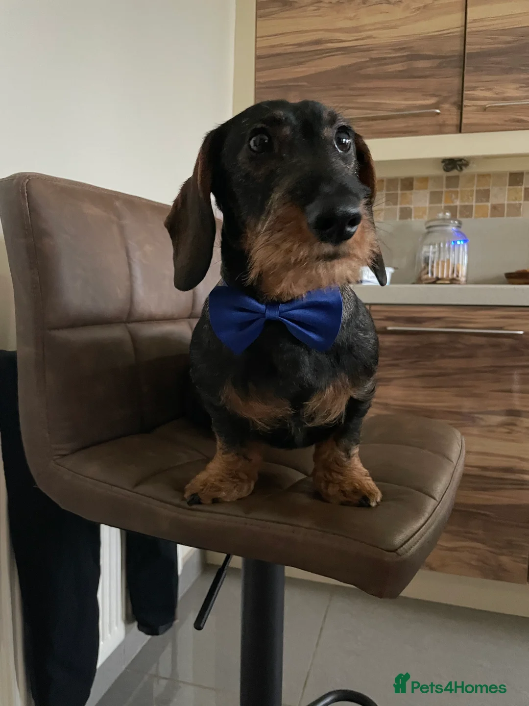 Dachshund dogs for stud: Proven kC Wire haired dachshund teckel stud  in Doncaster - Advert 3