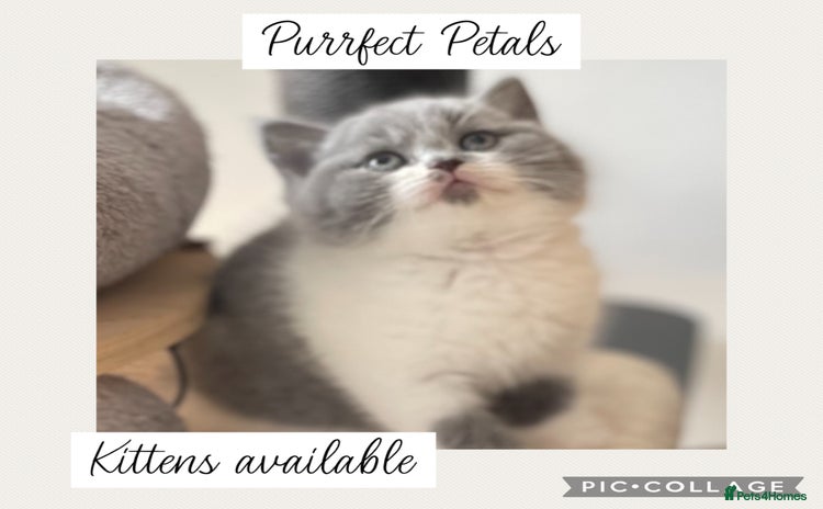 British Shorthair cats - Advert 11