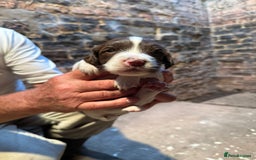 English Springer Spaniel dogs for sale: 2 Lovely Male Springer Spaniels - Image 27