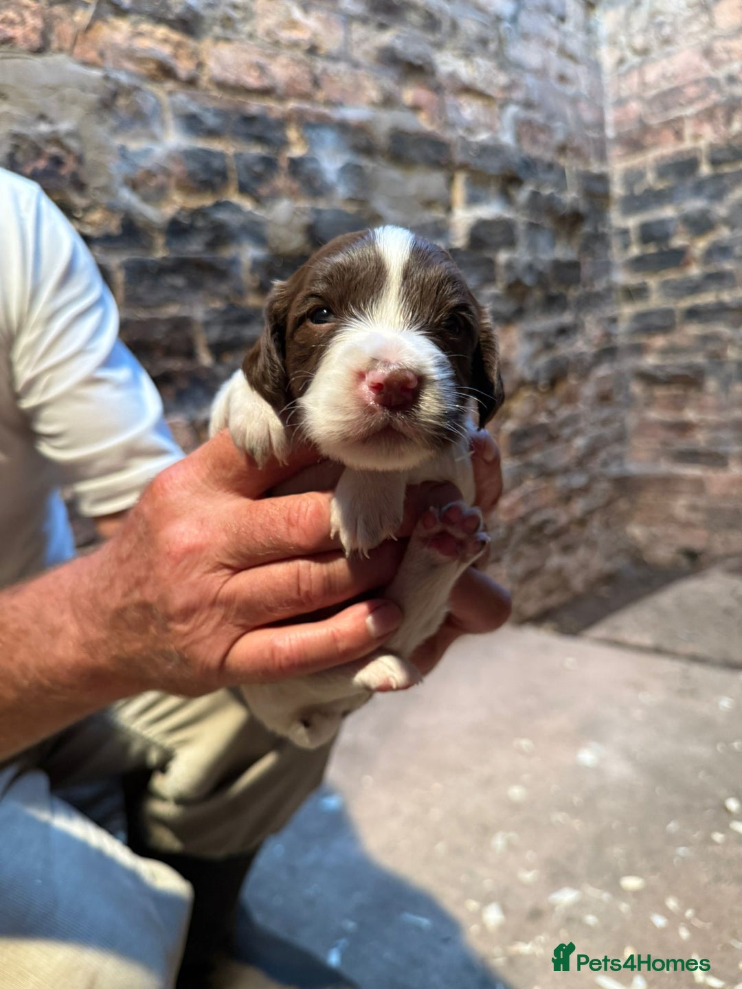 English Springer Spaniel dogs for sale: 2 Lovely Male Springer Spaniels - Image 27