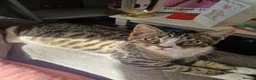 Mixed Breed cats for sale: Gorgous Tabby Kitten  in Gainsborough - Advert 2